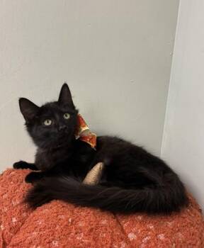 Countess Fluffula -  Exotic Shorthair and Domestic Short Hair Cat for Adoption in Picayune, Mississippi - Countess Fluffula | PetCurious