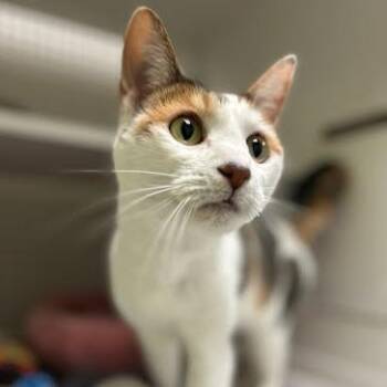 Domestic Short Hair Cats Available for Adoption in Austin, Texas - Sky | PetCurious