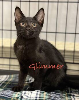 Glimmer -  Domestic Short Hair Cat for Adoption in Pawleys Island, South Carolina - Glimmer | PetCurious