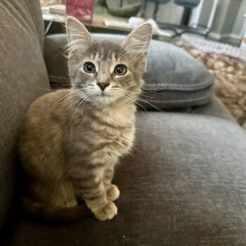Maraschino -  Domestic Short Hair Cat for Adoption in Richmond, Virginia - Maraschino | PetCurious
