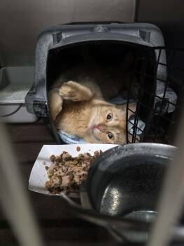 Oliver -  Domestic Short Hair Cat for Adoption in Detroit Lakes, Minnesota - Oliver | PetCurious