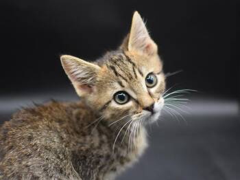 Delaware -  Domestic Short Hair Cat for Adoption in Portland, Oregon - Delaware | PetCurious