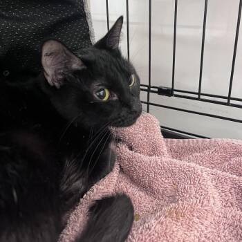 Dahlia -  Domestic Short Hair Cat for Adoption in Bentonville, Arkansas - Dahlia | PetCurious