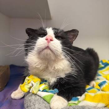 Domestic Short Hair Cats Available for Adoption - Krinkle | PetCurious