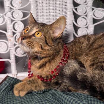 Domestic Short Hair Cats Available for Adoption - Ardalla 55832 | PetCurious