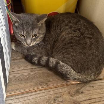 Christopher -  Domestic Short Hair Cat Available for Adoption in Tupelo, Mississippi - Christopher | PetCurious
