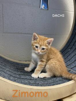 Rescue Domestic Short Hair Cats for Adoption in Burlington, Iowa - Zimomo | PetCurious