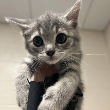 Monterey Jack -  Domestic Short Hair Cat for Adoption in Pittsburgh, Pennsylvania - Monterey Jack | PetCurious