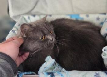 Chalupa -  Domestic Short Hair Cat for Adoption in Westland, Michigan - Chalupa | PetCurious