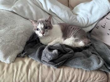 Tommy Tu Tone -  Domestic Short Hair Cat for Adoption in Calgary, Alberta - Tommy Tu Tone | PetCurious