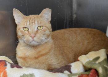 Timmy -  Domestic Short Hair Cat for Adoption - Timmy | PetCurious