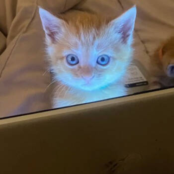 Rescue Tabby and Domestic Short Hair Cats for Adoption in Knoxville, Tennessee - Freddy | PetCurious