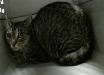 Domestic Short Hair Cats Available for Adoption in Houston, Texas - A2073745 | PetCurious