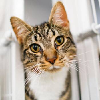Catrick Swayze -  Domestic Short Hair Cat for Adoption in Dover, New Hampshire - Catrick Swayze | PetCurious