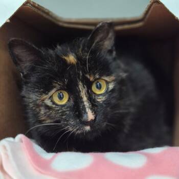 Domestic Short Hair Cats Available for Adoption - Kona | PetCurious