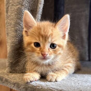 Texas Toast 1 -  Domestic Short Hair Cat for Adoption in Baltimore, Maryland - Texas Toast 1 | PetCurious