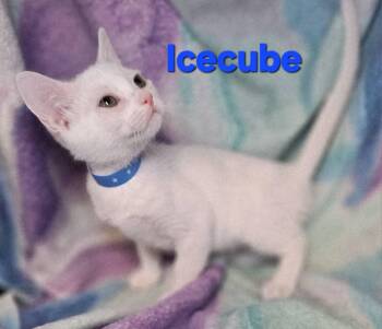 Rescue Domestic Short Hair Cats for Adoption in Macon, Georgia - Icecube | PetCurious
