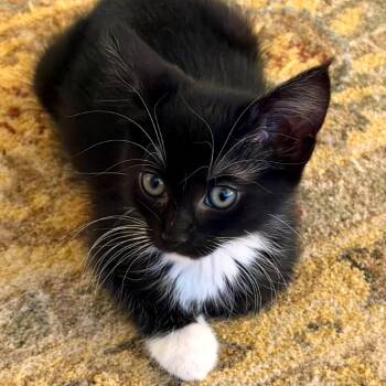 Mariah -  Domestic Short Hair Cat for Adoption in Woodinville, Washington - Mariah | PetCurious