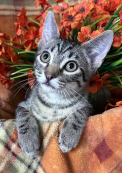 6/2/26 Kylo -  Domestic Short Hair Cat for Adoption in Stillwater, Oklahoma - 6/2/26 Kylo | PetCurious