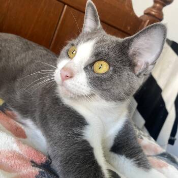 Jade -  Domestic Short Hair Cat for Adoption in Herrin, Illinois - Jade | PetCurious