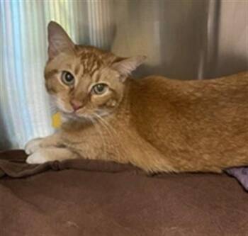 Domestic Short Hair Cats Available for Adoption - NOAH | PetCurious