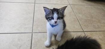 Gaston -  Domestic Medium Hair Cat for Adoption in Powder Springs, Georgia - Gaston | PetCurious