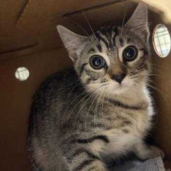 Lily -  Domestic Short Hair Cat for Adoption - Lily | PetCurious