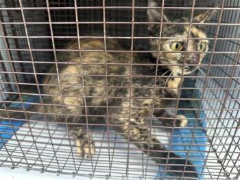 A658480 -  Domestic Short Hair Cat for Adoption in Houston, Texas - A658480 | PetCurious