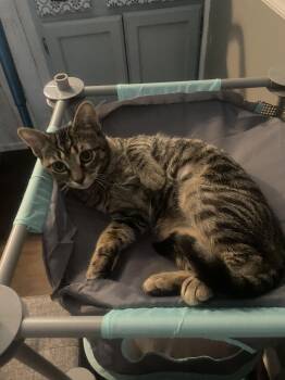 Alice -  Domestic Short Hair Cat for Adoption in Mobile, Alabama - Alice | PetCurious