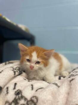 Ducky -  Domestic Short Hair Cat for Adoption in Hamilton, Ohio - Ducky | PetCurious