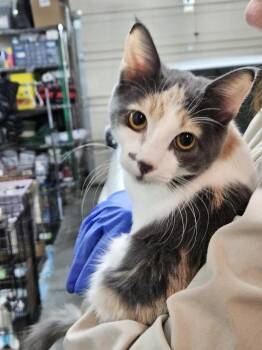 Glad -  Calico Cat for Adoption in Pasco, Washington - Glad | PetCurious