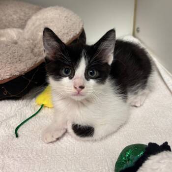 Nashville -  Domestic Short Hair Cat for Adoption in Long Beach, California - Nashville | PetCurious