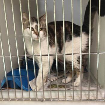 Domestic Short Hair Cats Available for Adoption in Washington, District Of Columbia - Paul (16877) | PetCurious