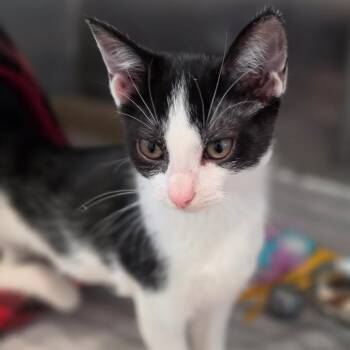 Bread Basket -  Domestic Short Hair Cat for Adoption in Muncie, Indiana - Bread Basket | PetCurious
