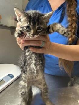 Fern -  Domestic Short Hair Cat Available for Adoption in Port St. Joe, Florida - Fern | PetCurious