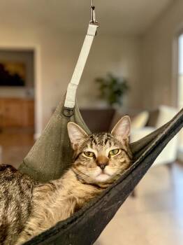Indy -  Domestic Short Hair Cat for Adoption in Champaign, Illinois - Indy | PetCurious
