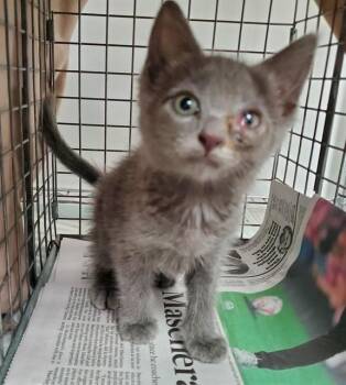 MACY -  Domestic Short Hair Cat for Adoption in Fort Lauderdale, Florida - MACY | PetCurious