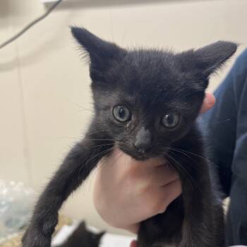 Rescue Domestic Short Hair Cats for Adoption - Loch Ness Monster | PetCurious