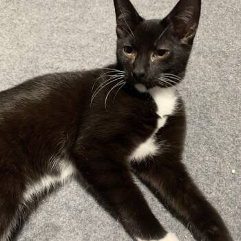 Rescue Domestic Short Hair Cats for Adoption - Royal | PetCurious