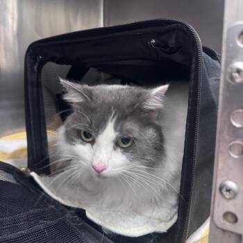 Ella -  Domestic Long Hair Cat Available for Adoption in Vieques, Vieques - Ella | PetCurious