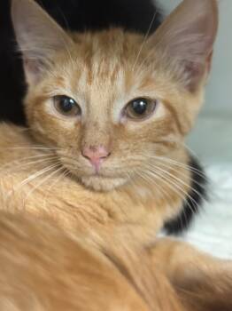 Rescue Domestic Short Hair Cats for Adoption in Danielsville, Georgia - Adonis | PetCurious