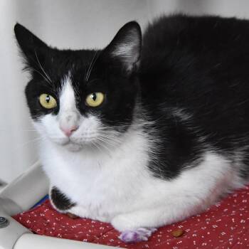 Domestic Short Hair Cats Available for Adoption in Columbus, North Carolina - Seraphina | PetCurious