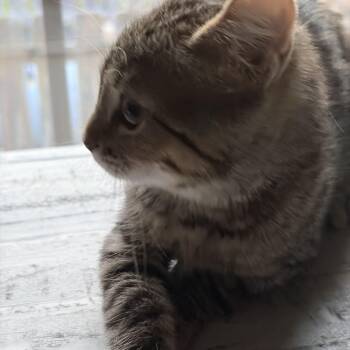 Tabby Cats Available for Adoption in Cleveland, Ohio - Shaggy | PetCurious