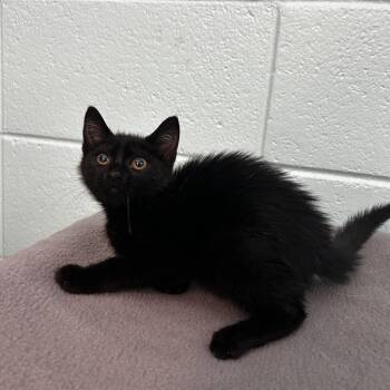 Swimmer -  Domestic Short Hair and Mixed Breed Cat for Adoption in Spruce Pine, North Carolina - Swimmer | PetCurious