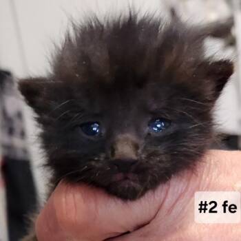 B - Nicky -  Domestic Short Hair Cat for Adoption in Arizona City, Arizona - B - Nicky | PetCurious