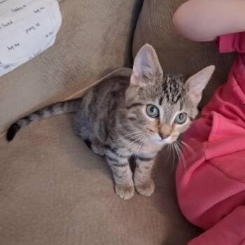 Holler -  Domestic Short Hair Cat for Adoption in Parkersburg, West Virginia - Holler | PetCurious