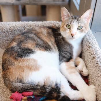 Makenzie -  Domestic Short Hair Cat for Adoption in Renton, Washington - Makenzie | PetCurious