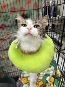 Star -  Domestic Medium Hair Cat for Adoption in Manitowoc, Wisconsin - Star | PetCurious