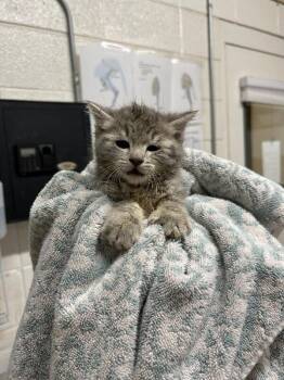 Domestic Short Hair Cats Available for Adoption in Fruit Heights, Utah - Spitfire | PetCurious