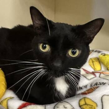 Makarios -  Domestic Short Hair Cat for Adoption in Oak Brook, Illinois - Makarios | PetCurious